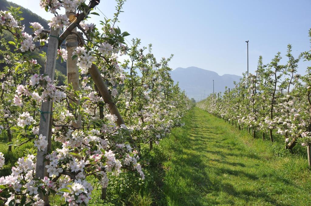 Schloss-Hof Appiano Sulla Strada Del Vino Kültér fotó